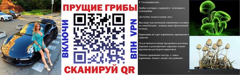 закладка  Петровск-Забайкальский  Галлюциногенные грибы Psilocybe 